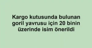 Kargo kutusunda bulunan goril yavrusu için 20 binin üzerinde isim önerildi