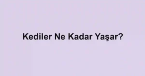 Kediler Ne Kadar Yaşar?