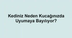 Kediniz Neden Kucağınızda Uyumaya Bayılıyor?