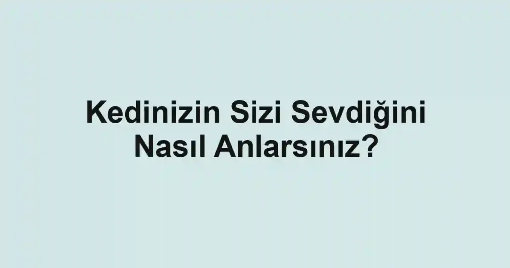 Kedinizin Sizi Sevdiğini Nasıl Anlarsınız?