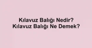 Kılavuz Balığı Nedir? Kılavuz Balığı Ne Demek?