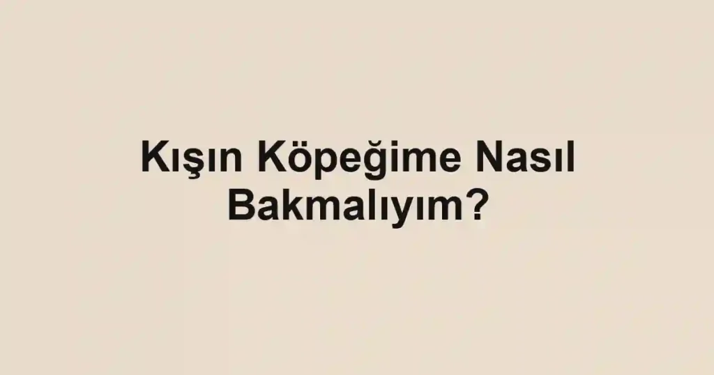 Kışın Köpeğime Nasıl Bakmalıyım?