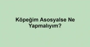 Köpeğim Asosyalse Ne Yapmalıyım?