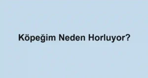 Köpeğim Neden Horluyor?