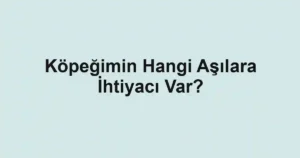 Köpeğimin Hangi Aşılara İhtiyacı Var?