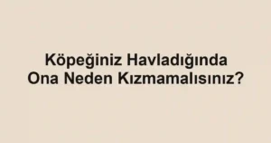 Köpeğiniz Havladığında Ona Neden Kızmamalısınız?