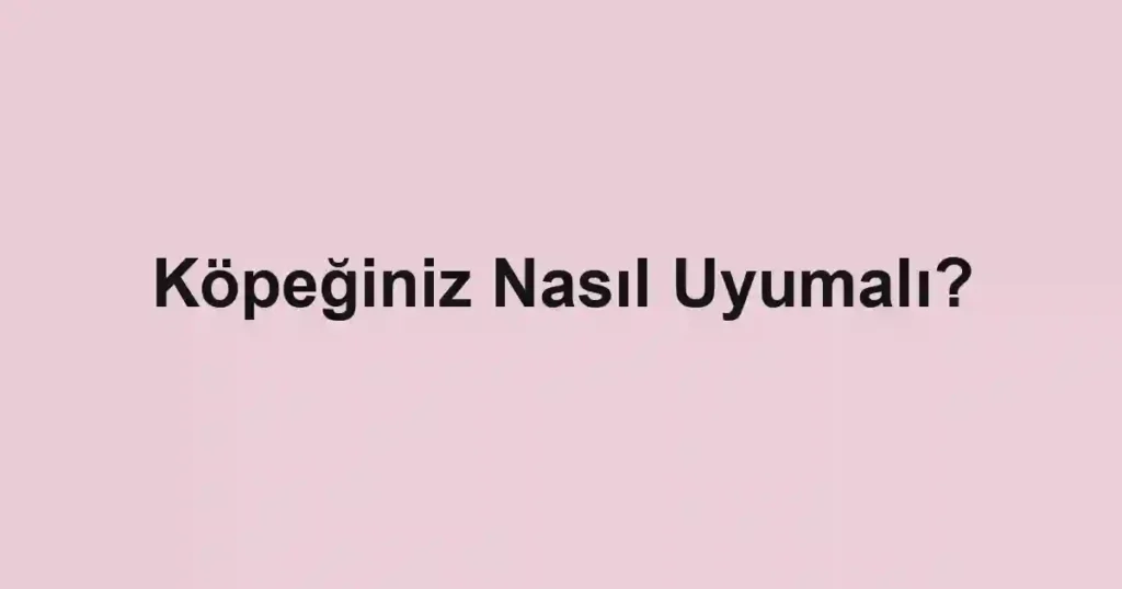 Köpeğiniz Nasıl Uyumalı?
