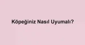 Köpeğiniz Nasıl Uyumalı?