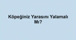 Köpeğiniz Yarasını Yalamalı Mı?