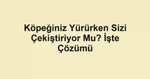 Köpeğiniz Yürürken Sizi Çekiştiriyor Mu? İşte Çözümü