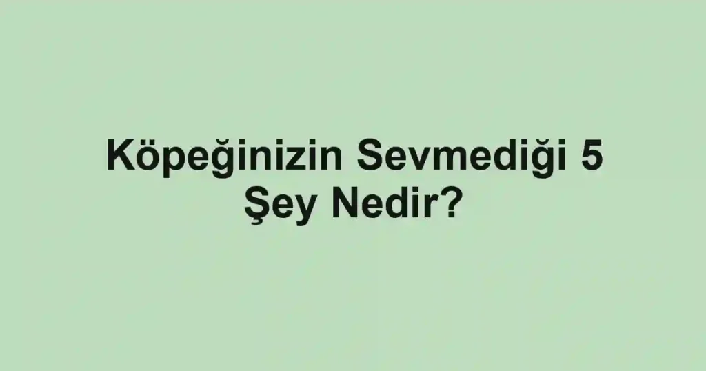 Köpeğinizin Sevmediği 5 Şey Nedir?