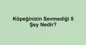 Köpeğinizin Sevmediği 5 Şey Nedir?
