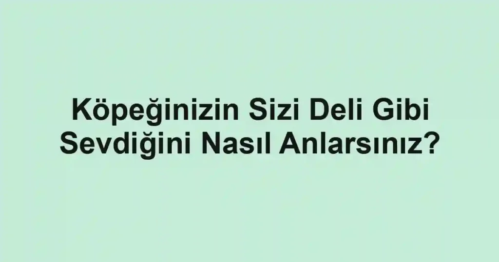 Köpeğinizin Sizi Deli Gibi Sevdiğini Nasıl Anlarsınız?