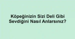 Köpeğinizin Sizi Deli Gibi Sevdiğini Nasıl Anlarsınız?
