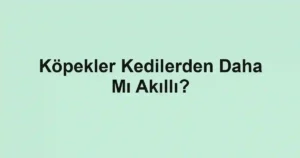 Köpekler Kedilerden Daha Mı Akıllı?