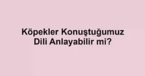 Köpekler Konuştuğumuz Dili Anlayabilir mi?