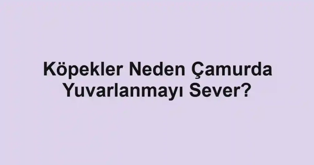 Köpekler Neden Çamurda Yuvarlanmayı Sever?