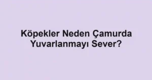Köpekler Neden Çamurda Yuvarlanmayı Sever?