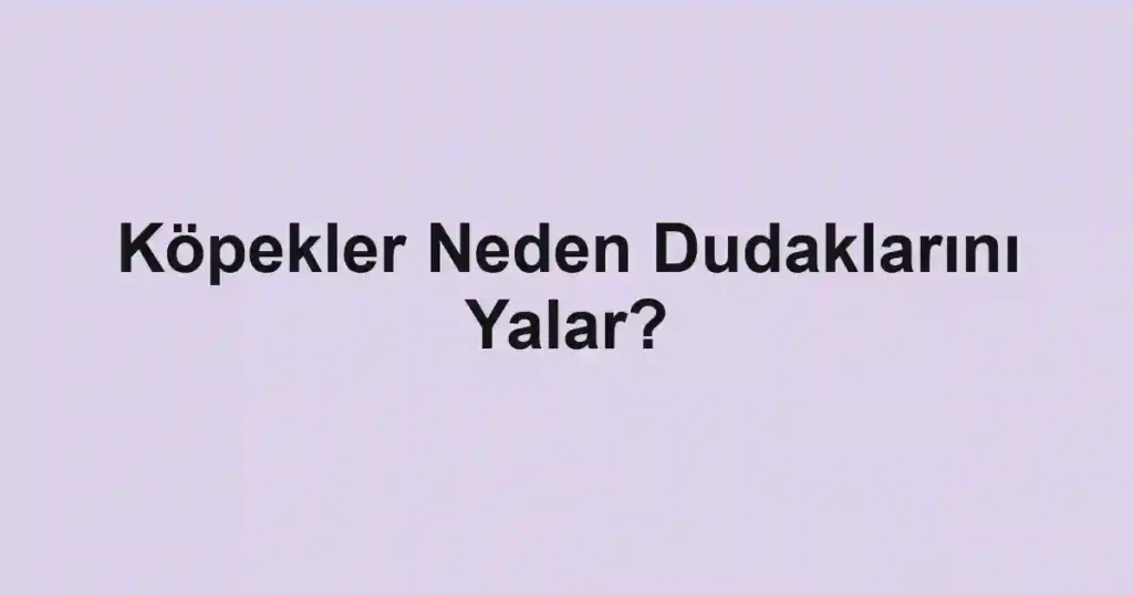 Köpekler Neden Dudaklarını Yalar?