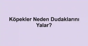 Köpekler Neden Dudaklarını Yalar?