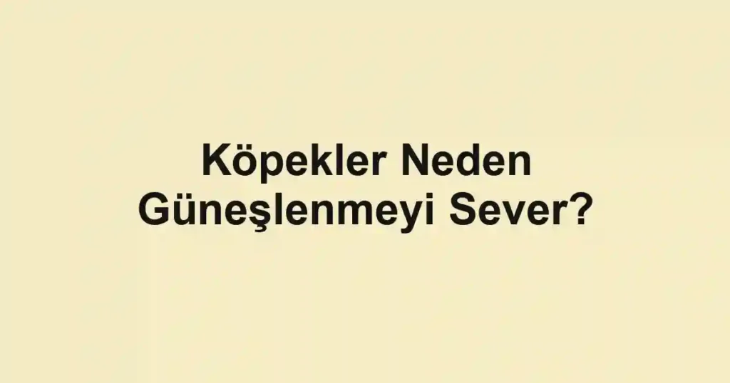 Köpekler Neden Güneşlenmeyi Sever?