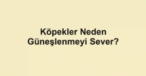 Köpekler Neden Güneşlenmeyi Sever?