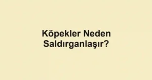 Köpekler Neden Saldırganlaşır?