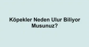 Köpekler Neden Ulur Biliyor Musunuz?