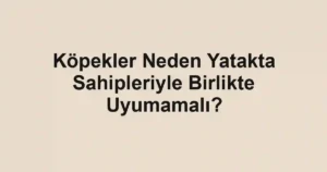 Köpekler Neden Yatakta Sahipleriyle Birlikte Uyumamalı?