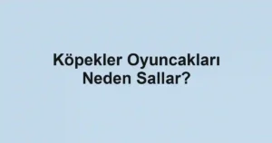 Köpekler Oyuncakları Neden Sallar?