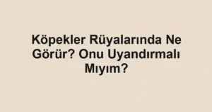 Köpekler Rüyalarında Ne Görür? Onu Uyandırmalı Mıyım?