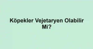 Köpekler Vejetaryen Olabilir Mi?