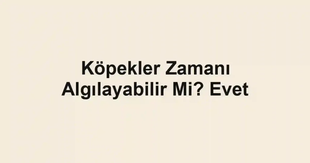 Köpekler Zamanı Algılayabilir Mi? Evet