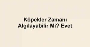 Köpekler Zamanı Algılayabilir Mi? Evet