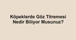 Köpeklerde Göz Titremesi Nedir Biliyor Musunuz?