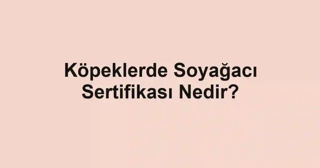Köpeklerde Soyağacı Sertifikası Nedir?