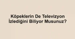Köpeklerin De Televizyon İzlediğini Biliyor Musunuz?