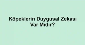 Köpeklerin Duygusal Zekası Var Mıdır?