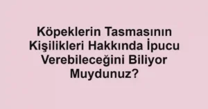 Köpeklerin Tasmasının Kişilikleri Hakkında İpucu Verebileceğini Biliyor Muydunuz?