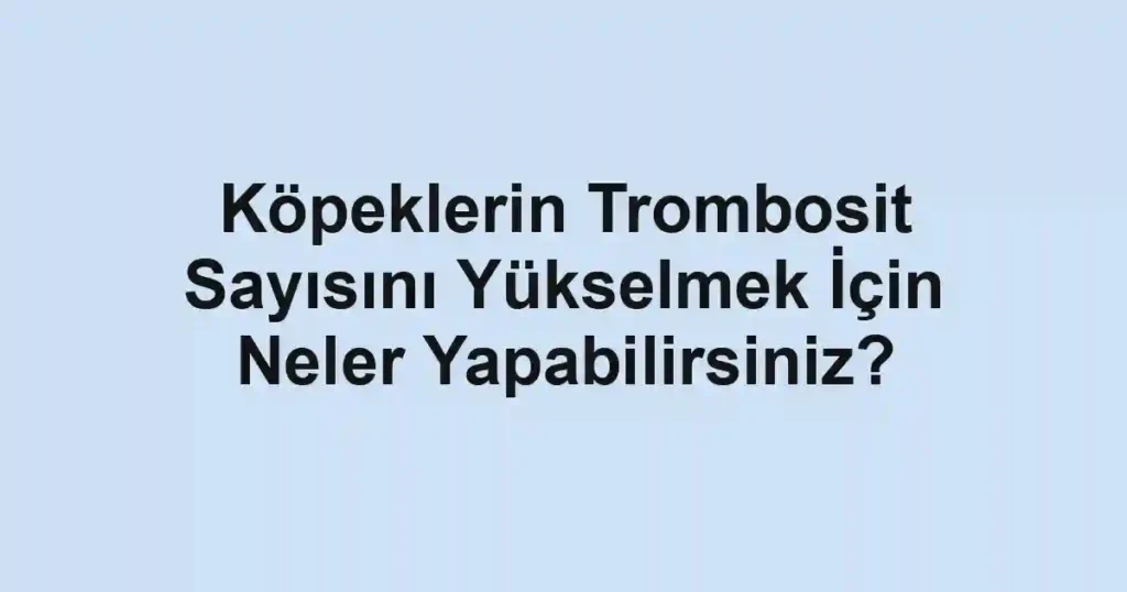Köpeklerin Trombosit Sayısını Yükselmek İçin Neler Yapabilirsiniz?