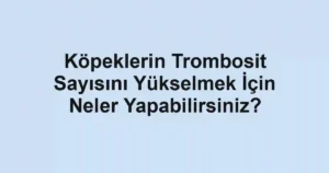 Köpeklerin Trombosit Sayısını Yükselmek İçin Neler Yapabilirsiniz?