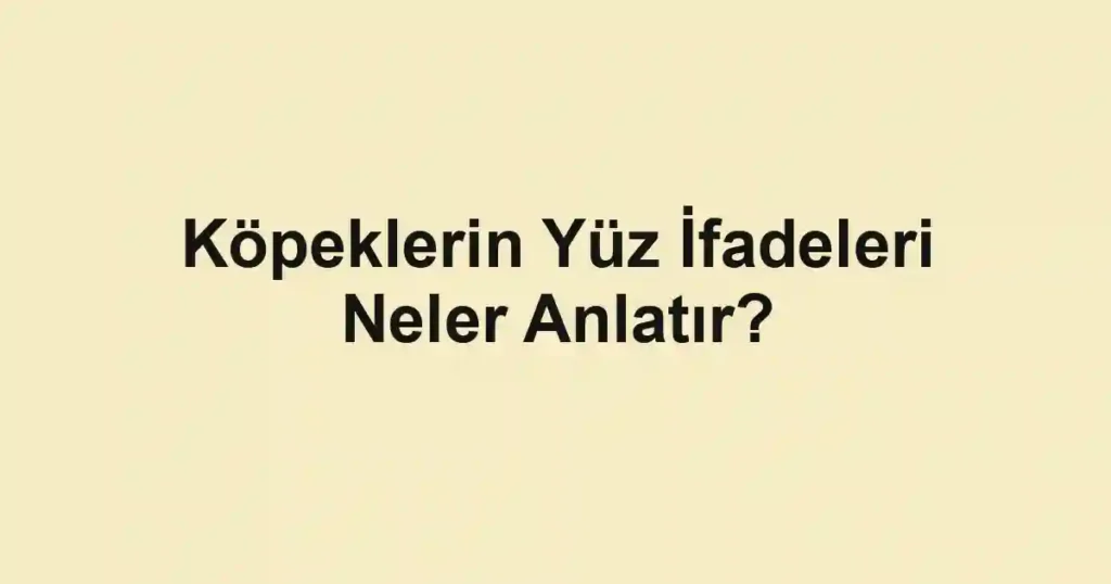 Köpeklerin Yüz İfadeleri Neler Anlatır?