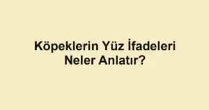 Köpeklerin Yüz İfadeleri Neler Anlatır?