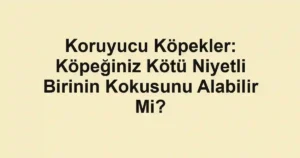 Koruyucu Köpekler: Köpeğiniz Kötü Niyetli Birinin Kokusunu Alabilir Mi?