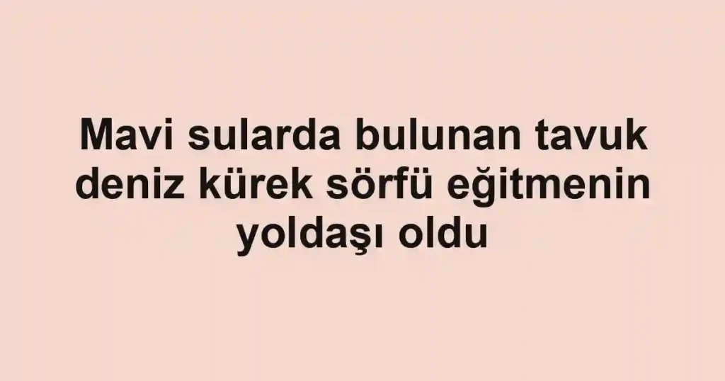 Mavi sularda bulunan tavuk deniz kürek sörfü eğitmenin yoldaşı oldu