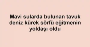 Mavi sularda bulunan tavuk deniz kürek sörfü eğitmenin yoldaşı oldu