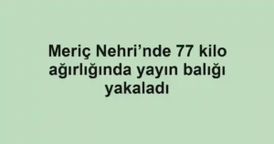 Meriç Nehri’nde 77 kilo ağırlığında yayın balığı yakaladı