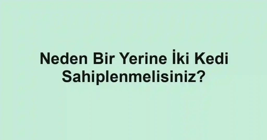 Neden Bir Yerine İki Kedi Sahiplenmelisiniz?