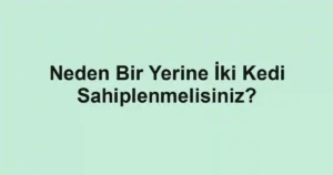 Neden Bir Yerine İki Kedi Sahiplenmelisiniz?