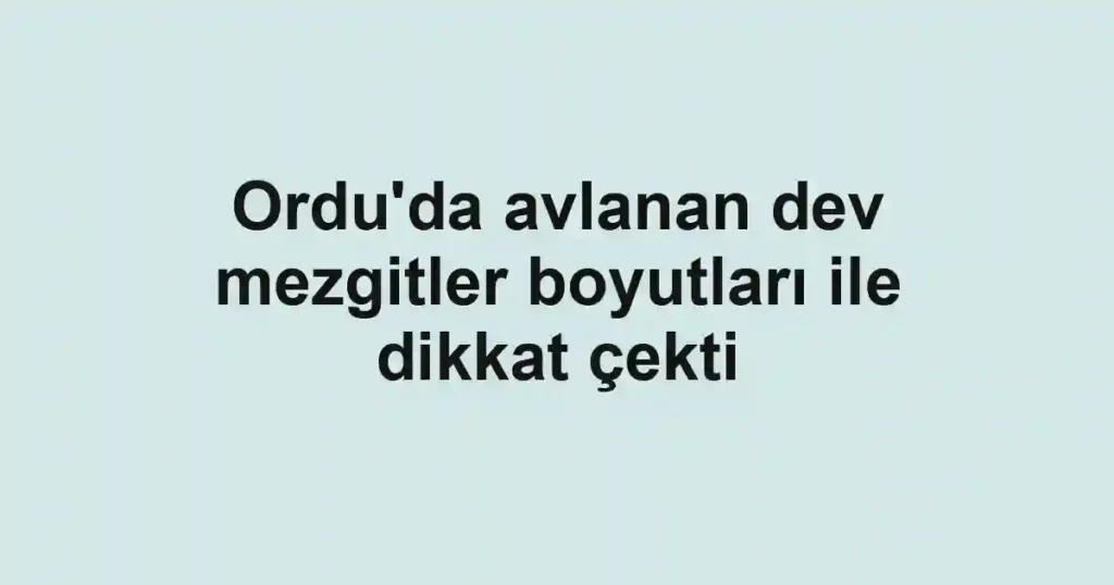 Ordu'da avlanan dev mezgitler boyutları ile dikkat çekti